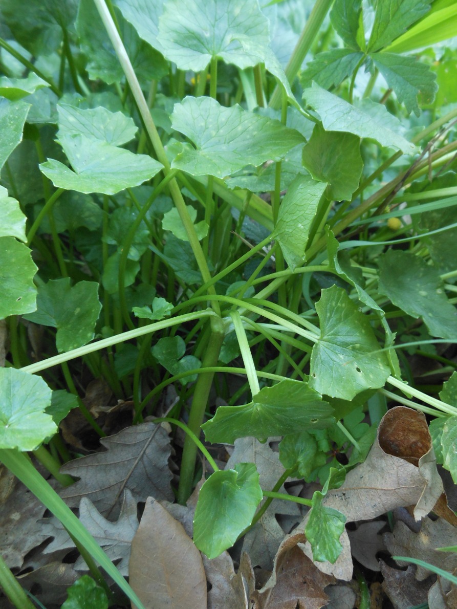 Ficaria verna (=Ranunculus ficaria) subsp. ficariiformis)